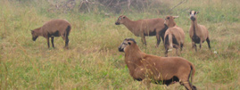 Tiere